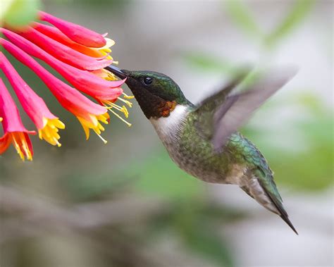 Peak Hummingbird Migration Season — Audubon Society of Northern Virginia