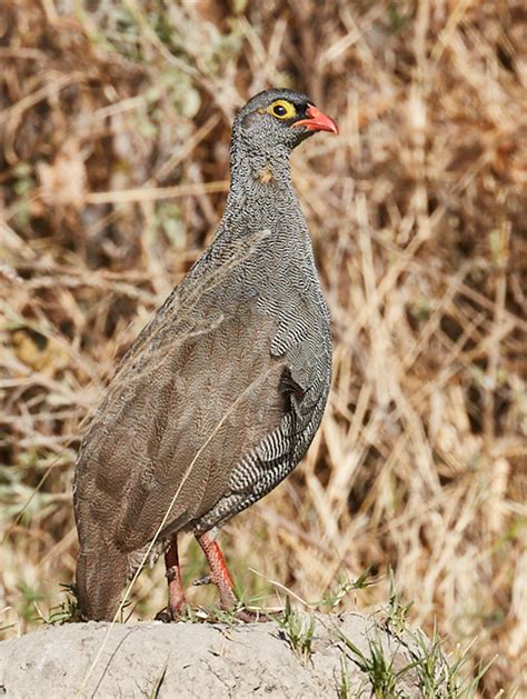 Red-billed Francolin - BirdForum Opus | BirdForum