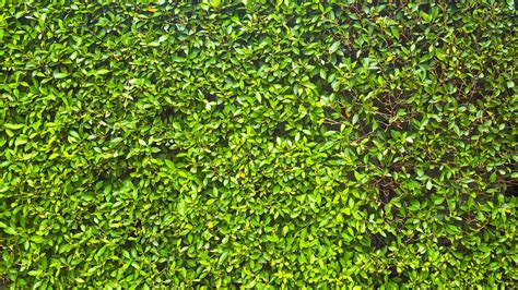 Green grass wall texture 1544227 Stock Photo at Vecteezy