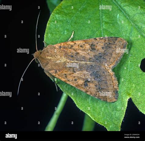 Cotton bollworm, corn earworm or old world bollworm (Helicoverpa armigera) noctuid moth on a ...