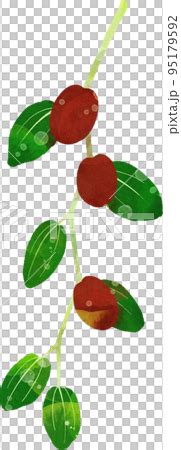 Jujube illustration material - Stock Illustration [95179592] - PIXTA