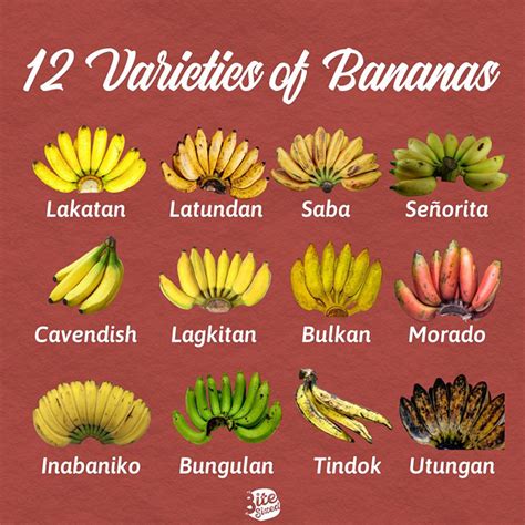 banana-varieties-12 | NewsFeed