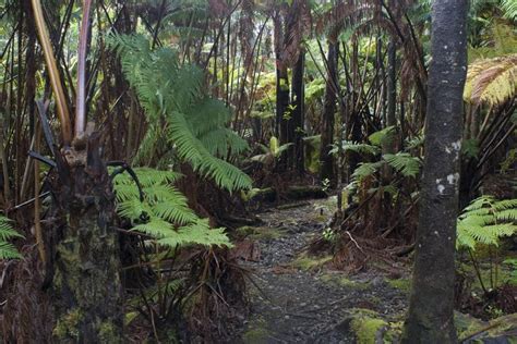 Free Stock photo of Pathway at Hawaiian Tropical Rainforest | Photoeverywhere