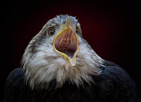 Screaming Eagle Photograph by Randy Hall - Pixels