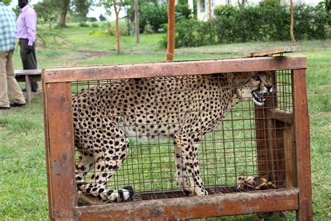 CHEETAHS ARE NOT PETS - Infinite Safari Adventures blog | Infinite Safari Adventures blog