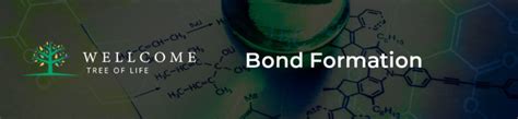 How Many Double Bonds Does CS2 Have? 2023 Practical Guide