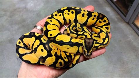 Pastel Ball Python for sale online baby pastel ball pythons for sale near me