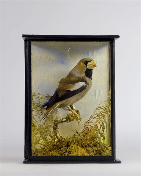 Taxidermy Hawfinch