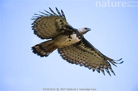 Nature Picture Library Female Harpy Eagle (Harpia harpyja) in flight ...