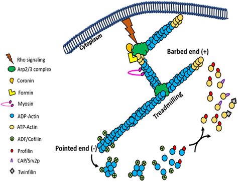 Frontiers | Emerging Functions of Actins and Actin Binding Proteins in ...