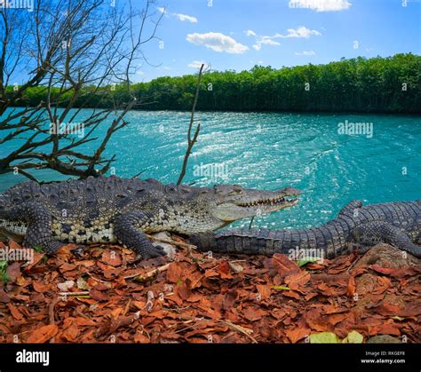 Crocodile in Mexico Riviera Maya mangroove photomount Stock Photo - Alamy