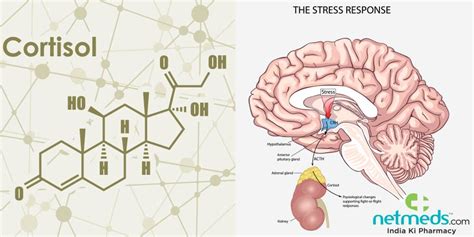 Cortisol: Structure, Crucial Functions, Adverse Effects