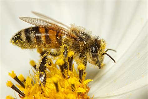 Study finds carrying pollen heats up bumble bees, raises new climate ...