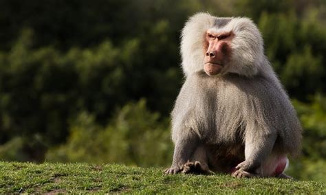 33 Interesting Facts about Hamadryas Baboons - World's Facts