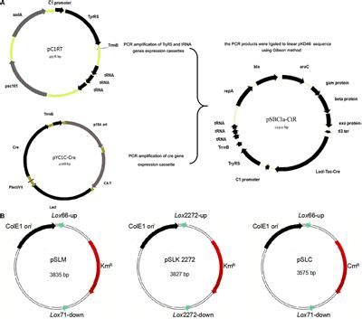Frontiers | Extension of Genetic Marker List Using Unnatural Amino Acid System: An Efficient ...