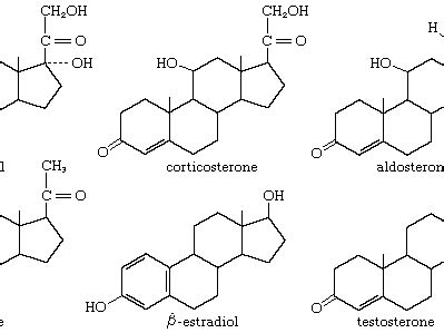 Steroid Lipid Structure