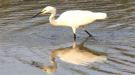 Pulicat Lake Bird Sanctuary - A Birder's Paradise | WildlifeZones