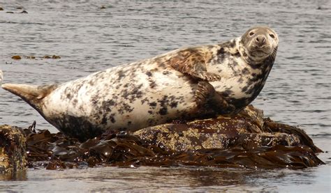 Robert Chapman's Wildlife Photography: Farne Islands - Grey Seals