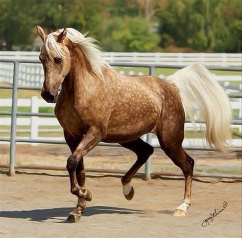 Chocolate dapple palomino Morgan mare | Horses, Beautiful horses, Palomino horse