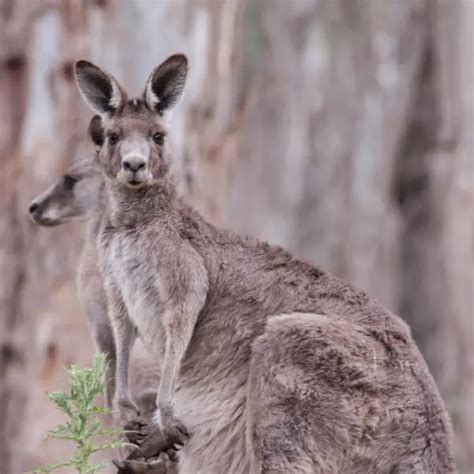 Eastern Grey Kangaroo - Facts, Diet, Habitat & Pictures on Animalia.bio