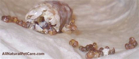 Hatching Applesnail (Mystery Snail) Eggs in Your Aquarium