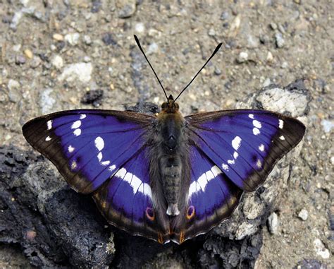 The Purple Emperor: The bully butterfly making a comeback in Britain ...