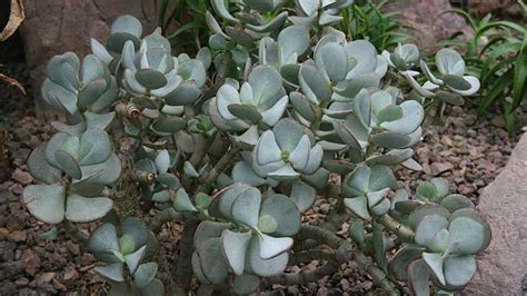 Crassula Arborescens Care and Propagation (A Complete Guide)