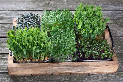 How To Grow a Microgreens Garden in 7 Easy Steps | GroCycle