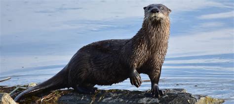 TWS2020: River otter surgery project gets top poster award - The ...