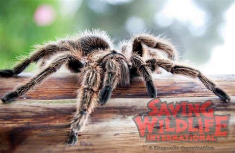 Rosie the Chilean Rose Hair Tarantula - Saving Wildlife International