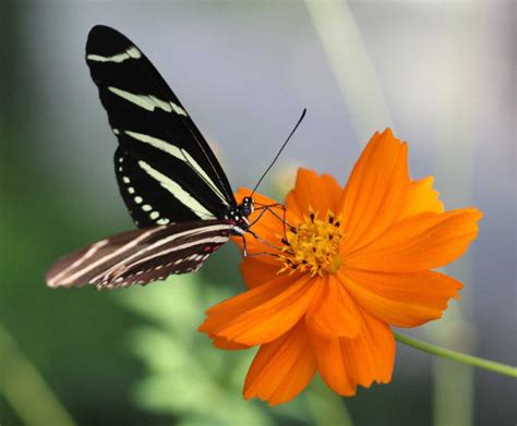 Botanical Gardens in Florida | Mounts Botanical Garden Family Fun