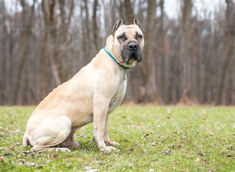 A Fawn Colored Cane Corso Mastiff Dog Stock Image - Image of large, ears: 185810587