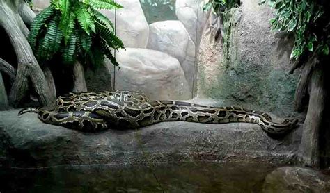 Are Burmese Pythons Good Pets? | Blue Dragon Pets