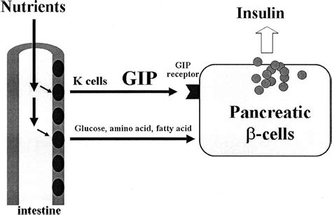 Gastric inhibitory peptide & function of gastric inhibitory peptide