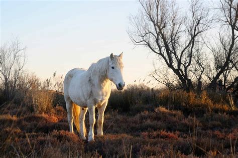 Meet The Camargue Horse, One Of The Oldest Breeds In The World