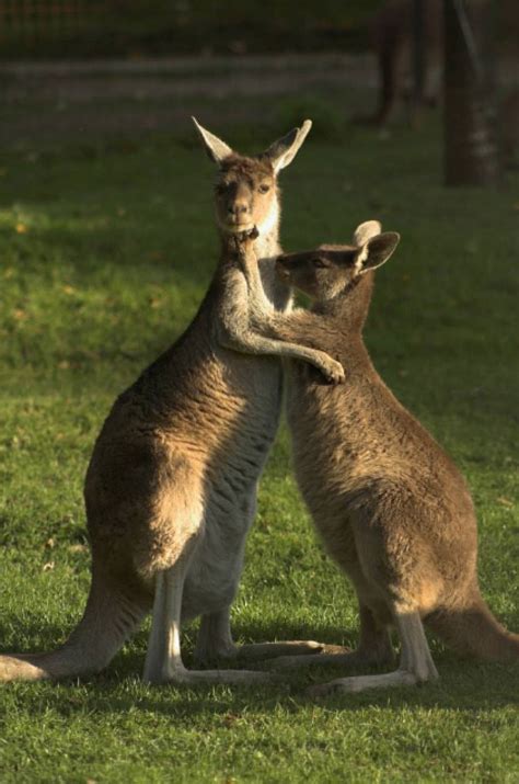 Two kangaroos hugging | Australia animals, Kangaroo, Cute animals