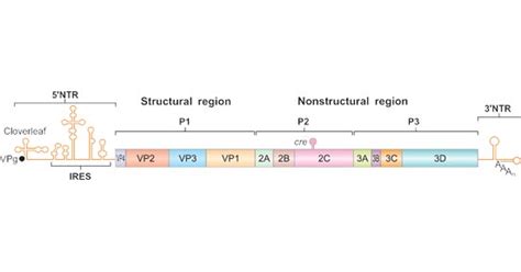 Poliovirus Structure