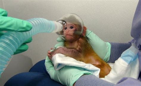 NIH Modifies but Still Defends Experiments on Monkeys - Scientific American