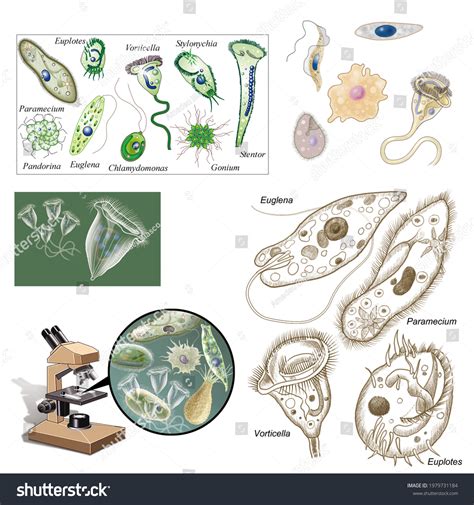 Classification Of Protozoa