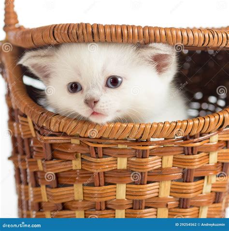 Kitten in basket stock photo. Image of beautiful, picnic - 29254562