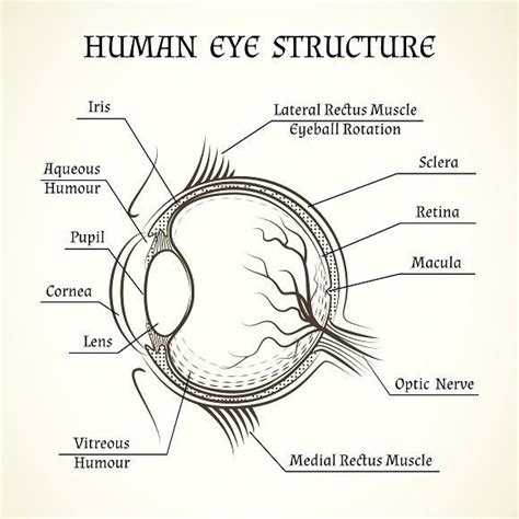 Vector structure of the human eye | Human eye diagram, Biology diagrams ...