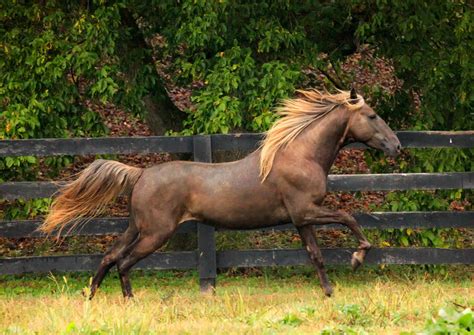 Rocky Mountain Horse Breed Information, History, Videos, Pictures