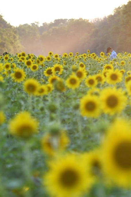 27 Best Sunflower Fields Near Me - Top Sunflower Fields & Mazes in the U.S.