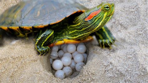 What Do Red Eared Slider Eggs Look Like? how to increase egg count naturally ? 2023 - Turtle Bins