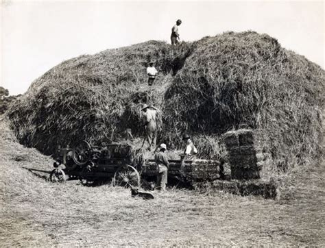 Australian Hay Farming | Photograph | Wisconsin Historical Society