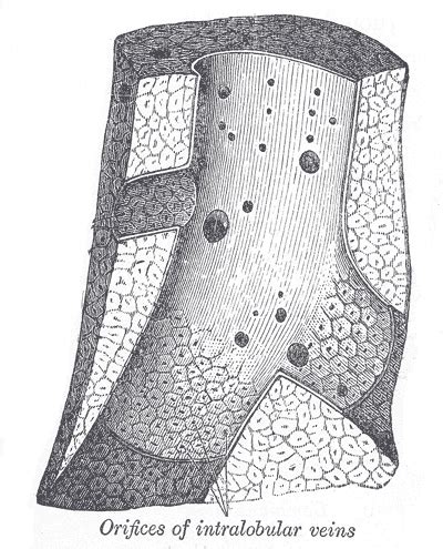 Hepatic vein - wikidoc