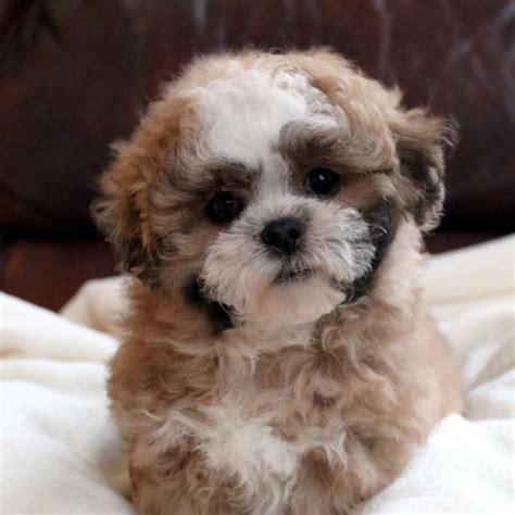 113 best Teddy Bear/ Zuchon Puppies & Dogs (Bichon-Shih-Tzu mix) images ...