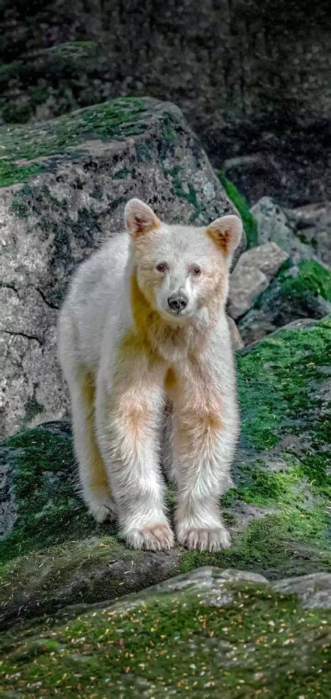 #Rare white grizzly bear! | Grizzly bear, Animals amazing, Animal planet