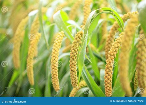 Foxtail millet stock photo. Image of idyllic, foxtail - 174935086