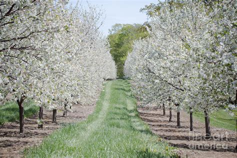 Door County Cherry Blossoms Photograph by Nikki Vig